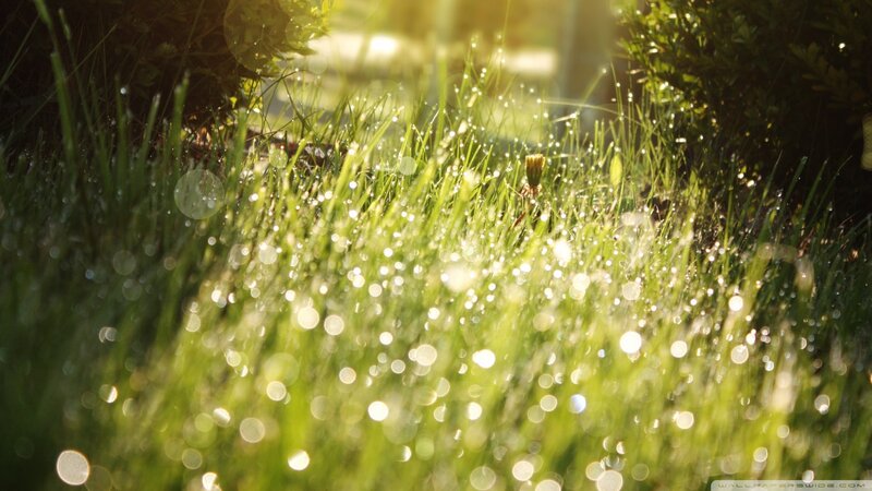 Grass with Dew Drops — Green, Serene, Morning, Photograph, Sunlight, Plants