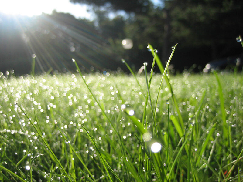 Grass with Dew Drops — Green, Serene, Morning, Photograph, Sunlight, Trees, White