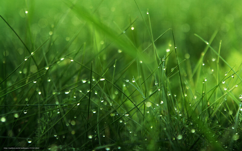Grass with Dew Drops — Green, Serene, Morning