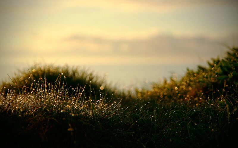 Grass with Dew Drops — Green, Serene, Sunrise