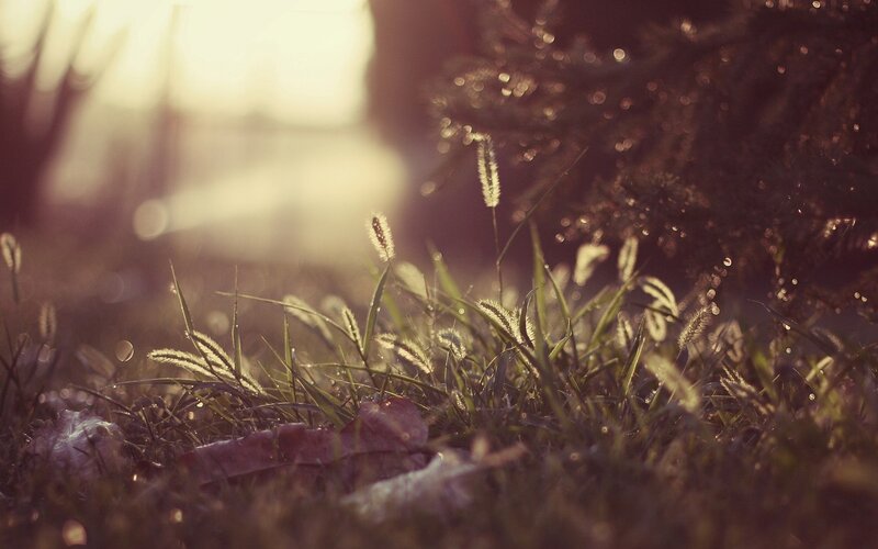 Grass with Dew Drops — Green, Serene, Sunset