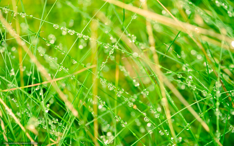 Grass with Dew Drops — Green, Serene