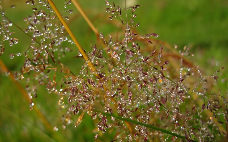 Grass with Dew Drops — Green