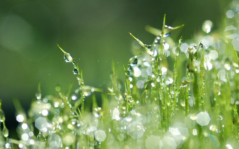 Grass with Dew Drops — Morning, Bokeh