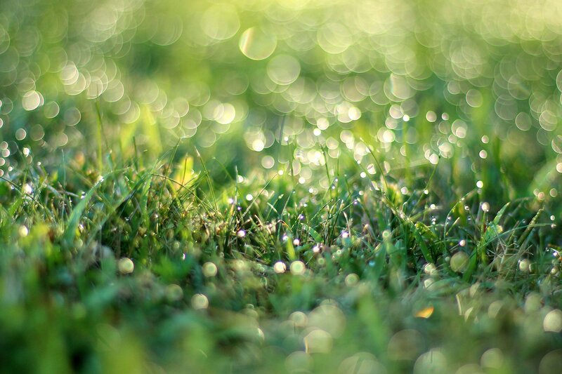 Grass with Dew Drops — Morning, Photograph