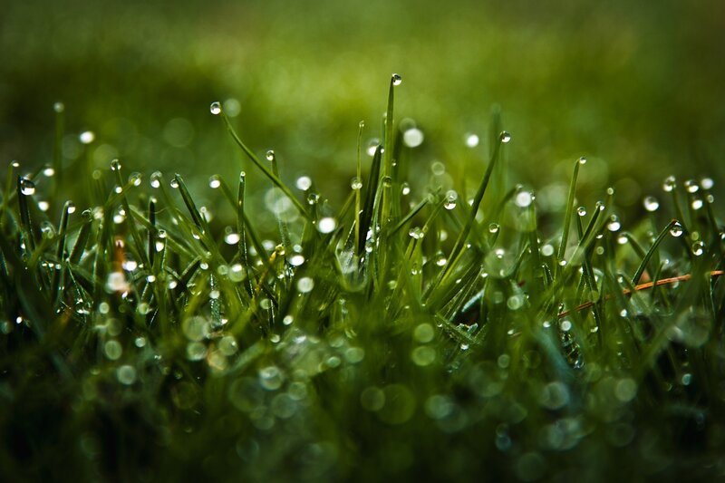 Grass with Dew Drops — Morning, White