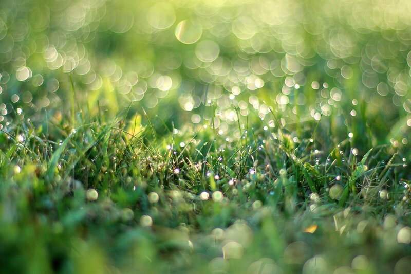 Grass with Dew Drops — Photograph, Bokeh