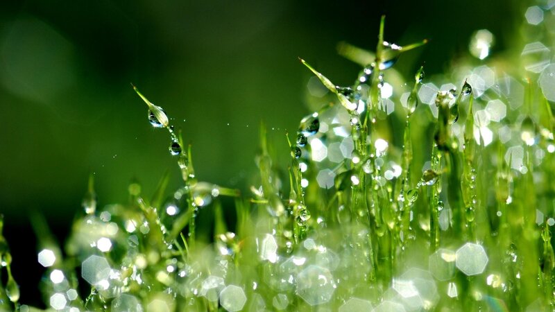 Grass with Dew Drops — Photograph, White