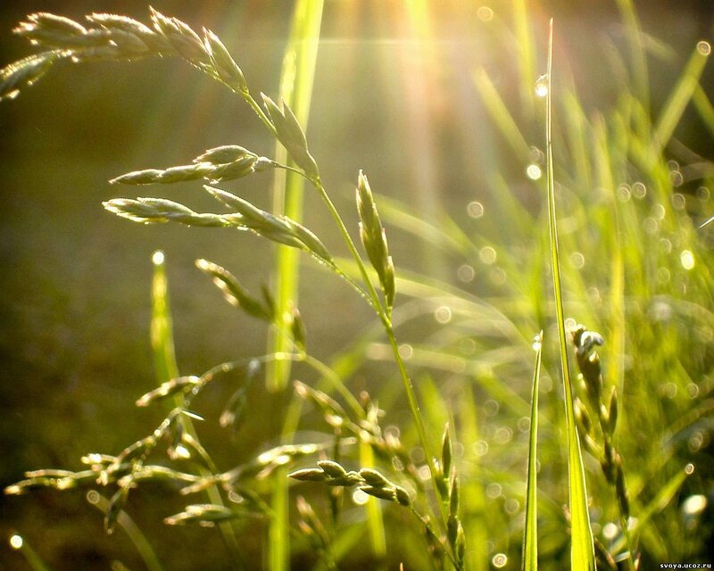 Grass with Dew Drops — Serene, Morning