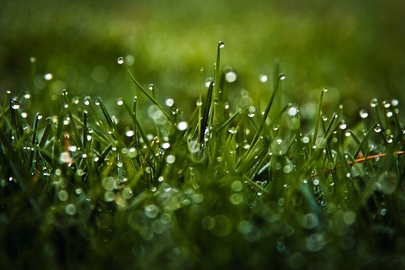 Grass with Dew Drops — Serene, Photograph