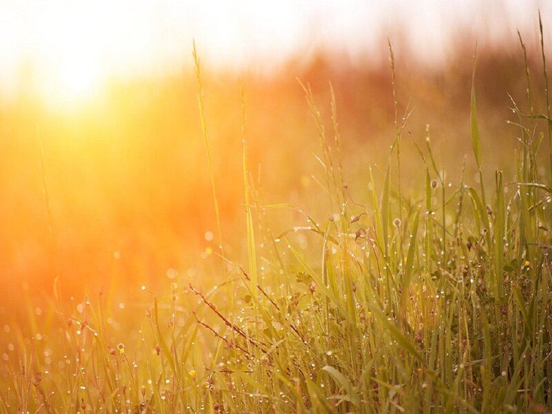 Grass with Dew Drops — Yellow