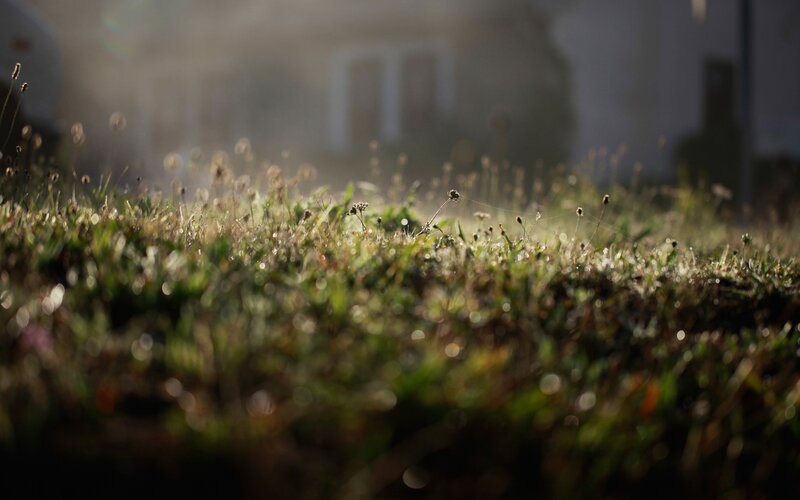 Grass with Dew in Sunlight — Green, Serene, Morning, Photograph, Plants