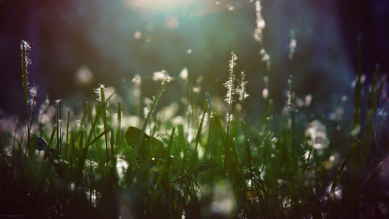 Grass with Dew in Sunlight — Green, Serene, Morning, Photograph, Yellow