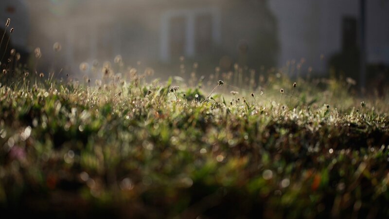 Grass with Dew in Sunlight — Green, Serene, Morning