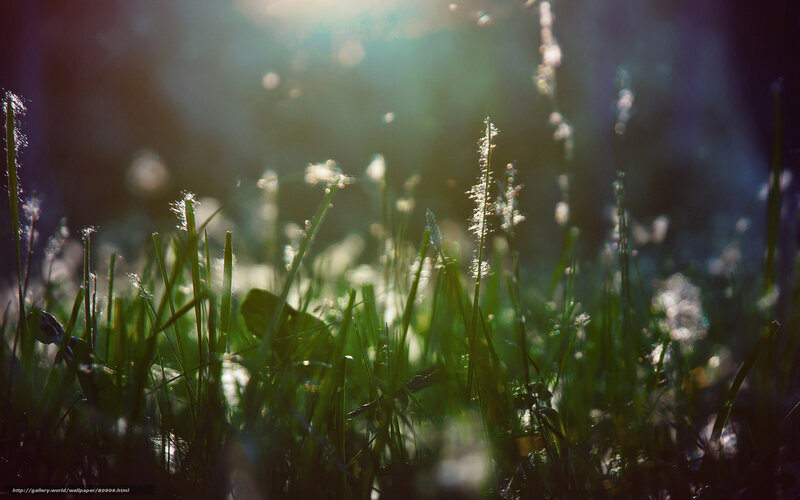 Grass with Dew in Sunlight — Green