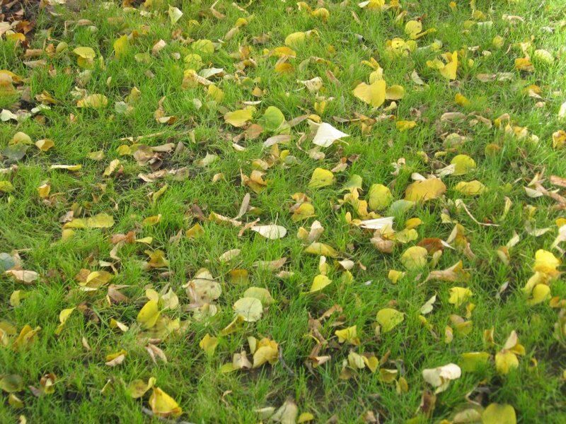 Grass with Fallen Leaves — Green