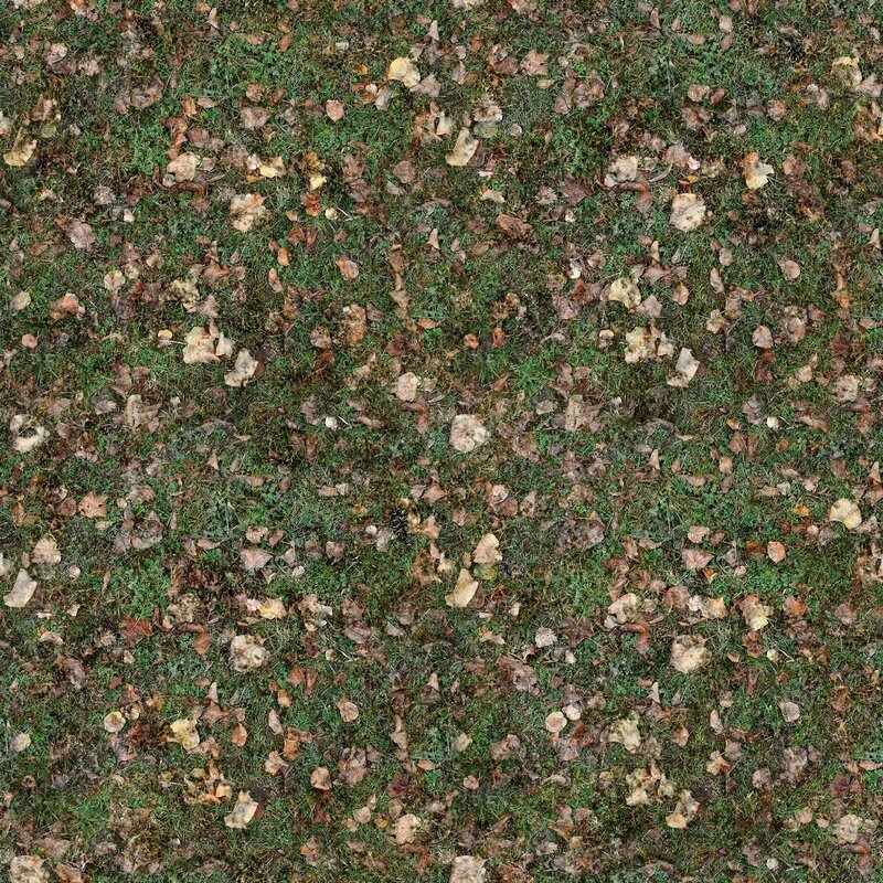 grass with fallen leaves