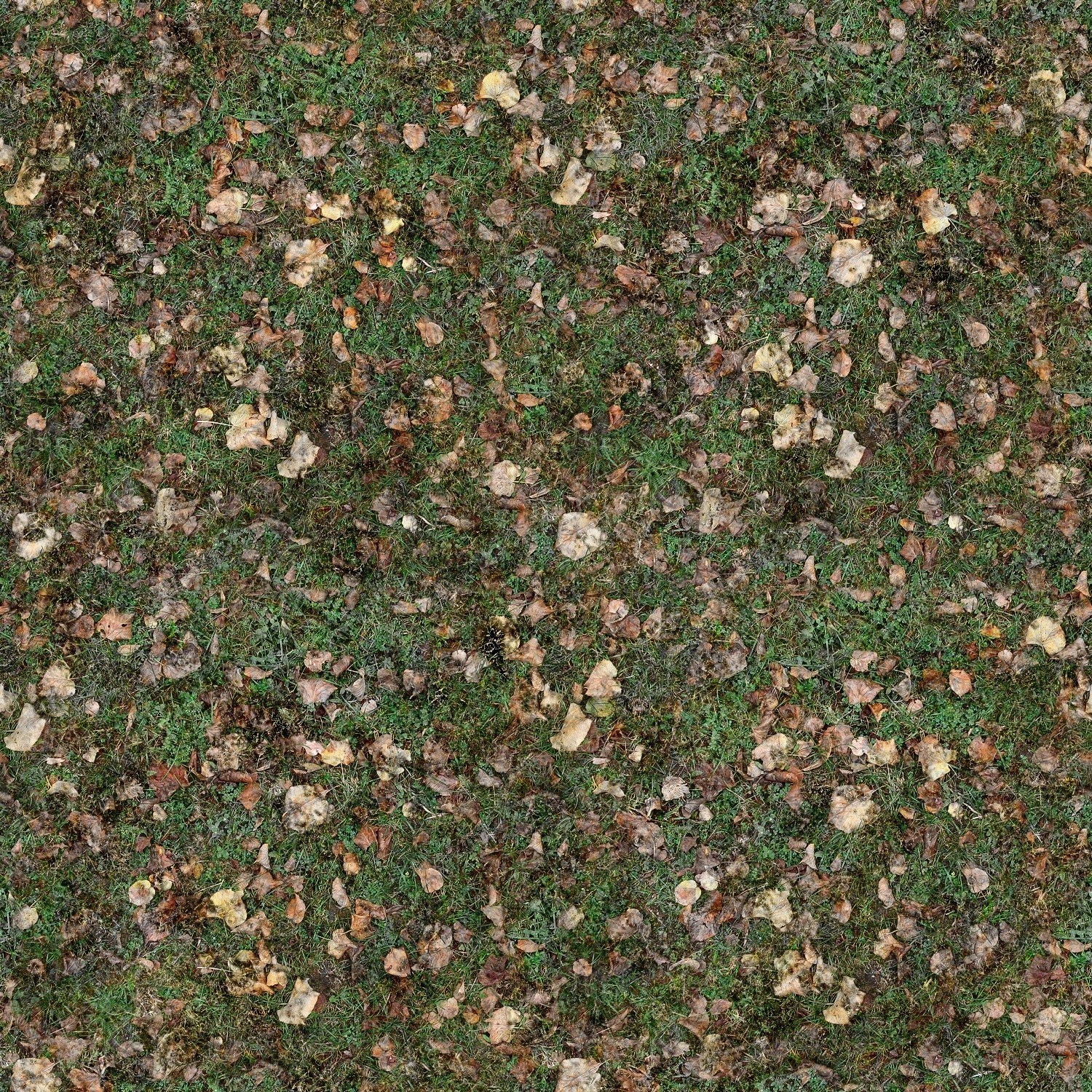 grass with fallen leaves