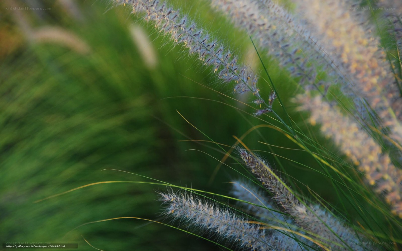Grass with feathery seed heads