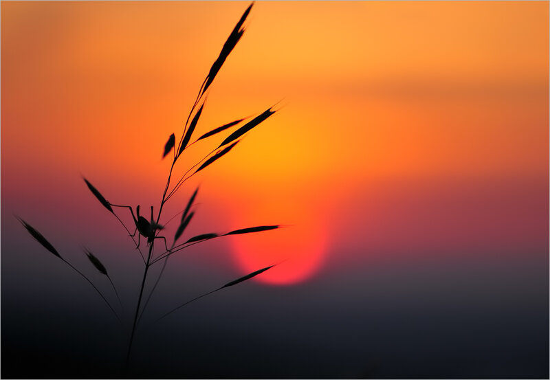 Grass with Insect Silhouette
