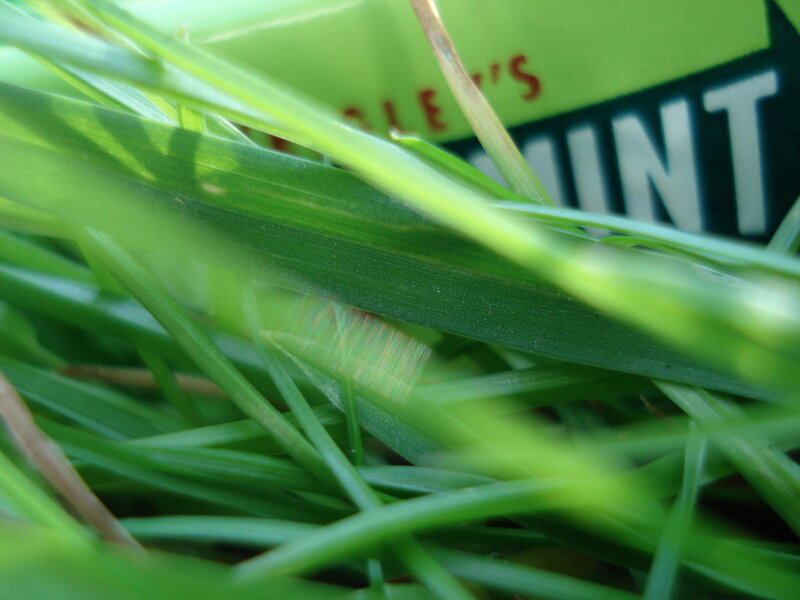 Grass with mint box in background