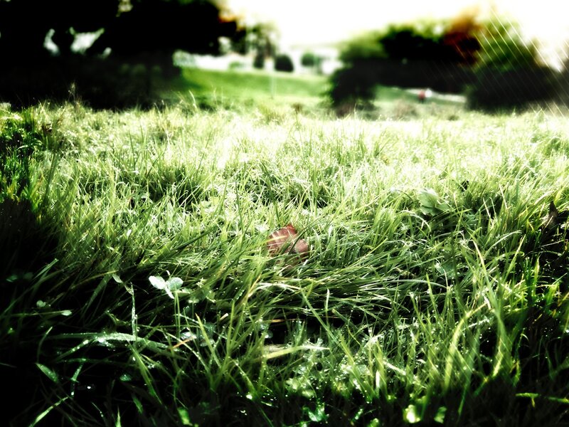 Grass with morning dew