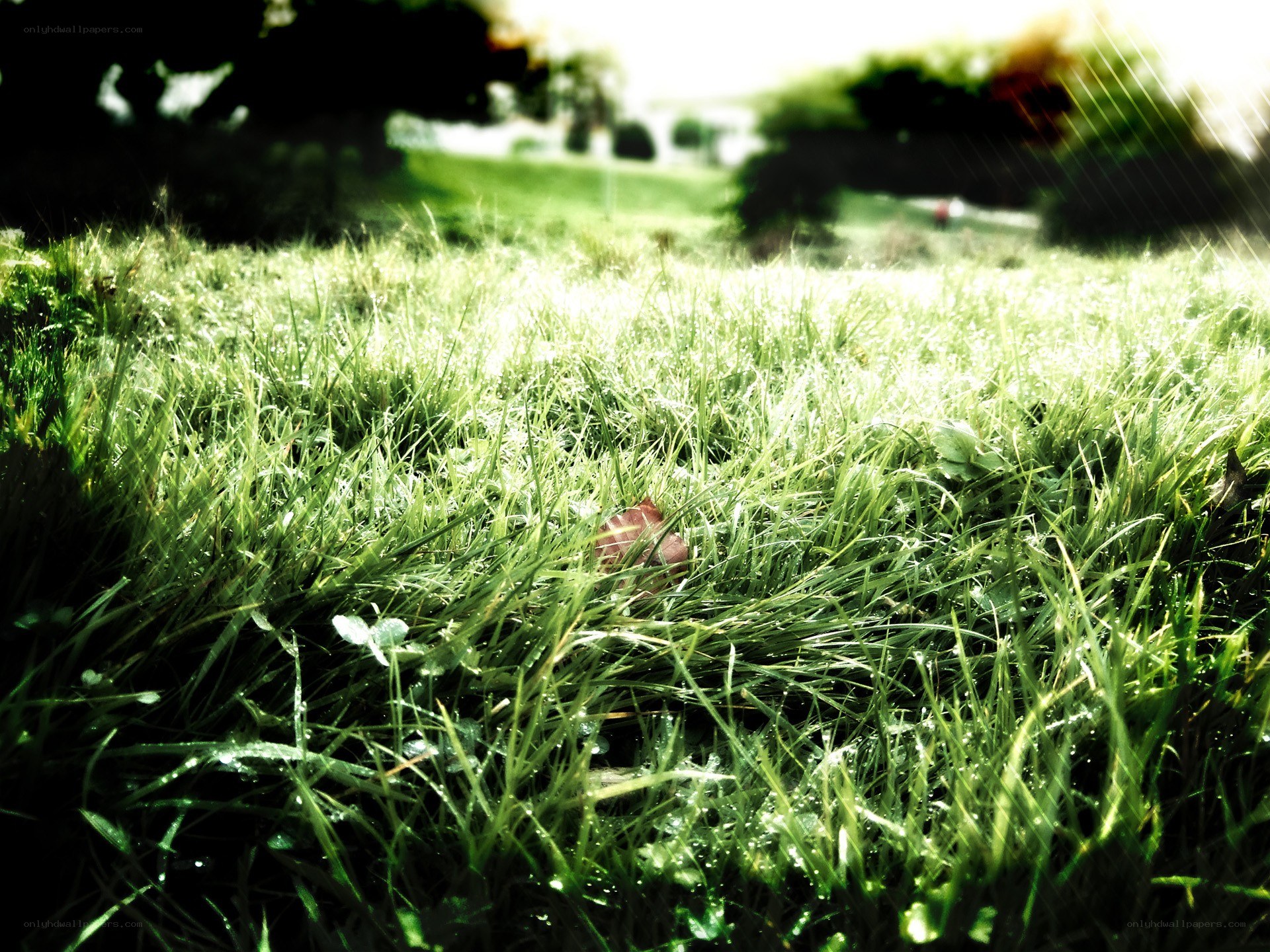 Grass with morning dew