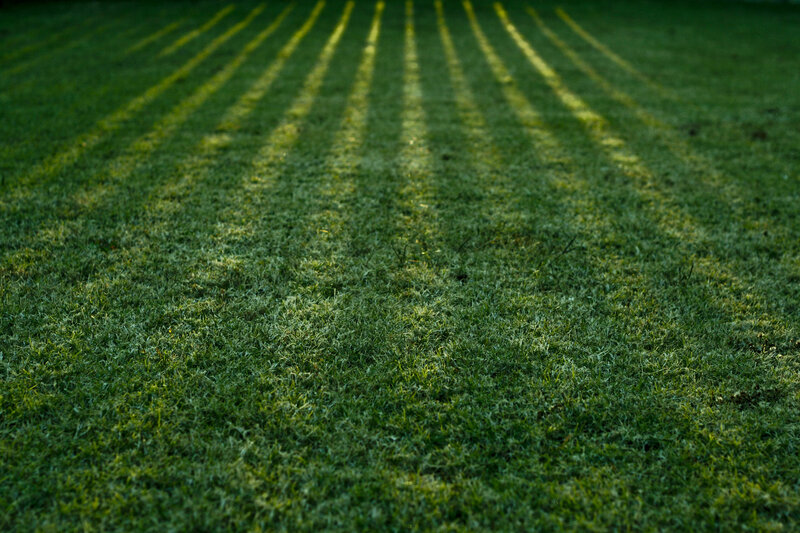 Grass with mowing stripes