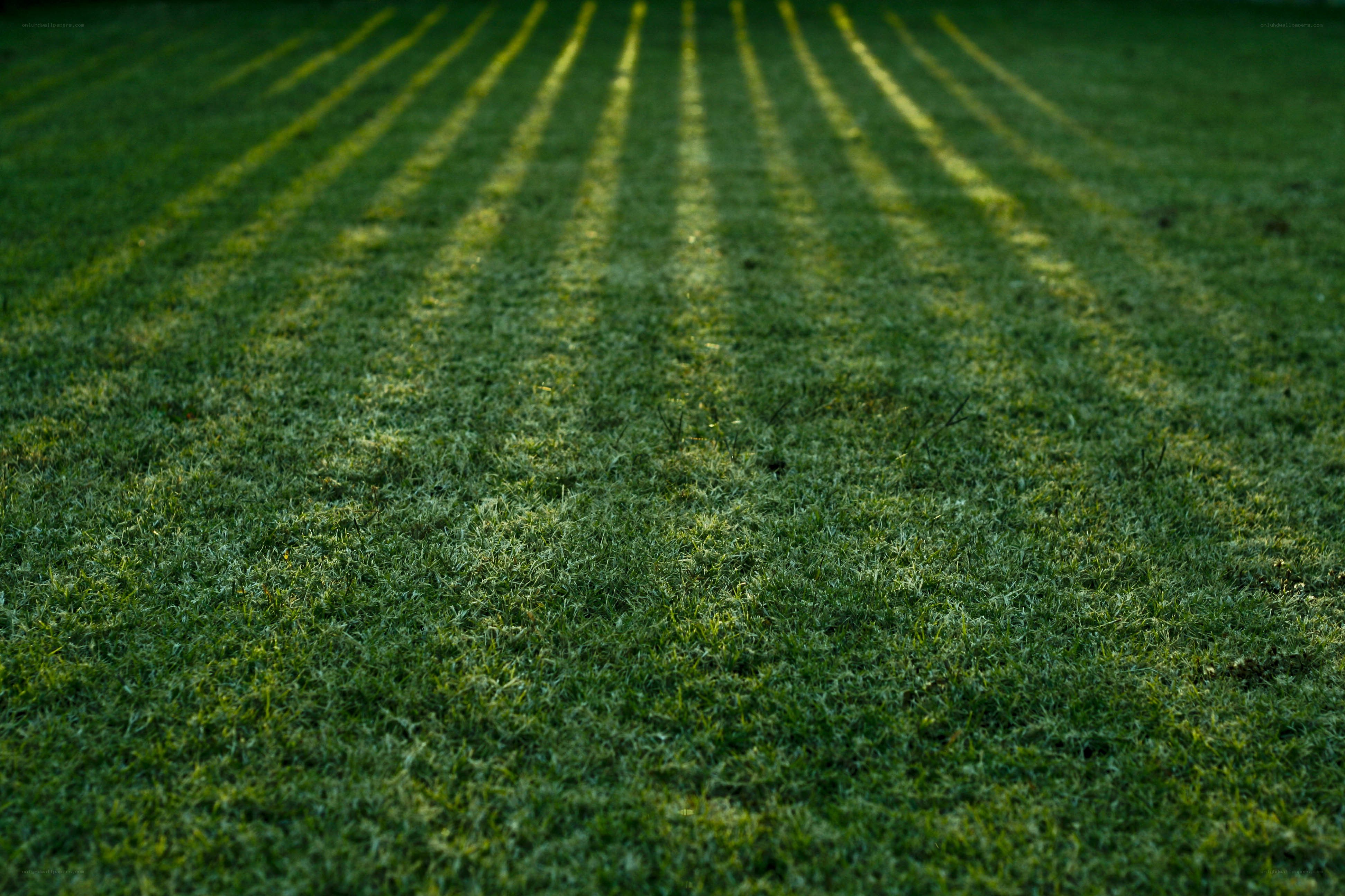 Grass with mowing stripes