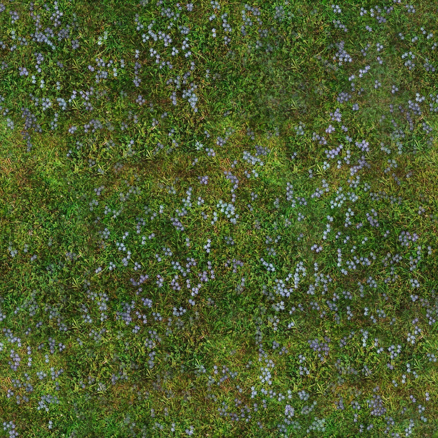 Grass with purple flowers
