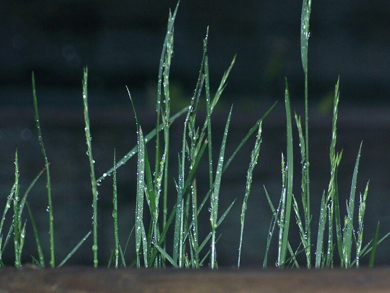 grass with raindrops at night