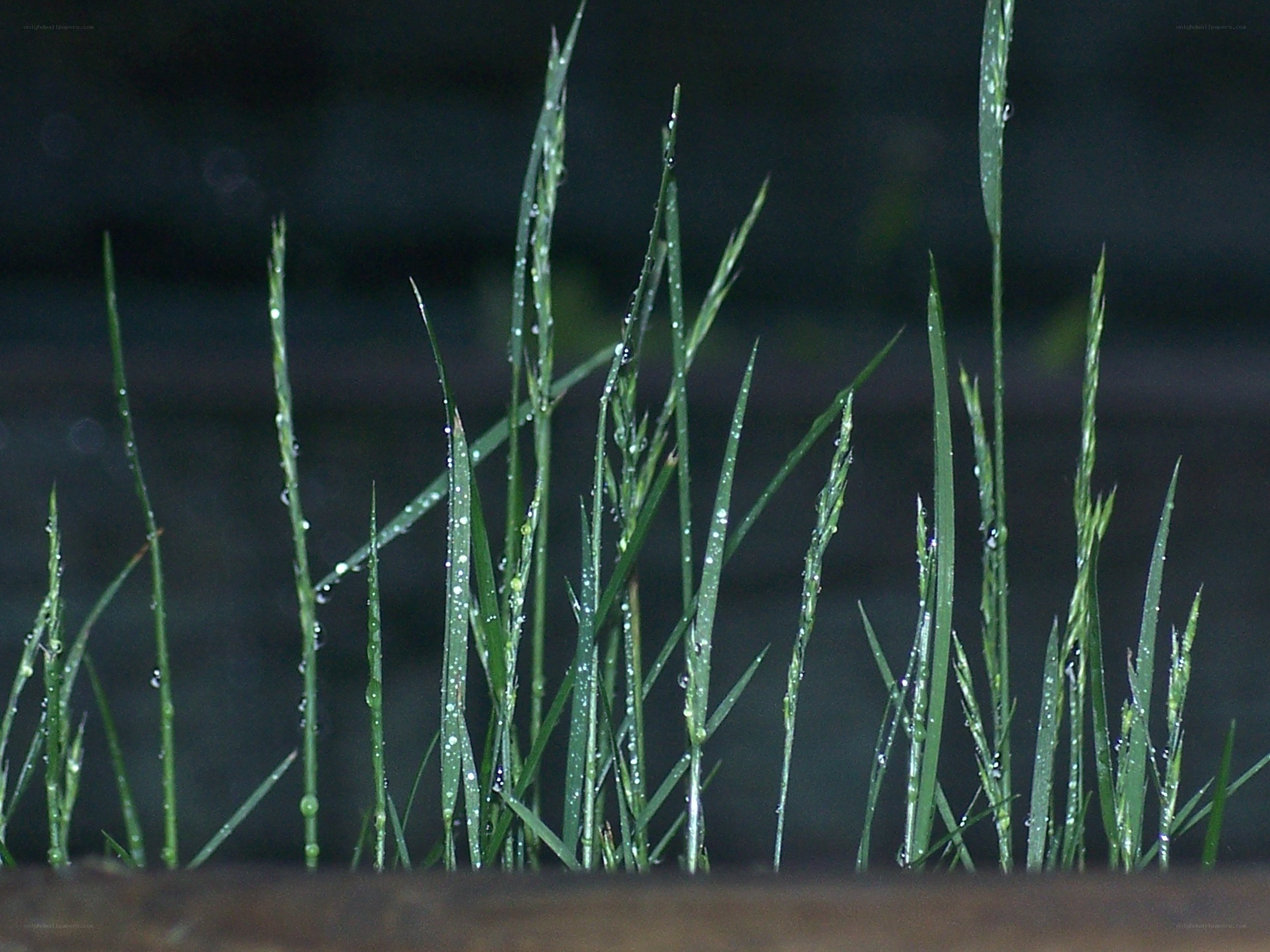 grass with raindrops at night