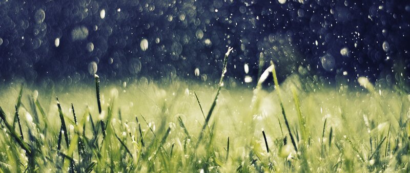 Grass with Raindrops
