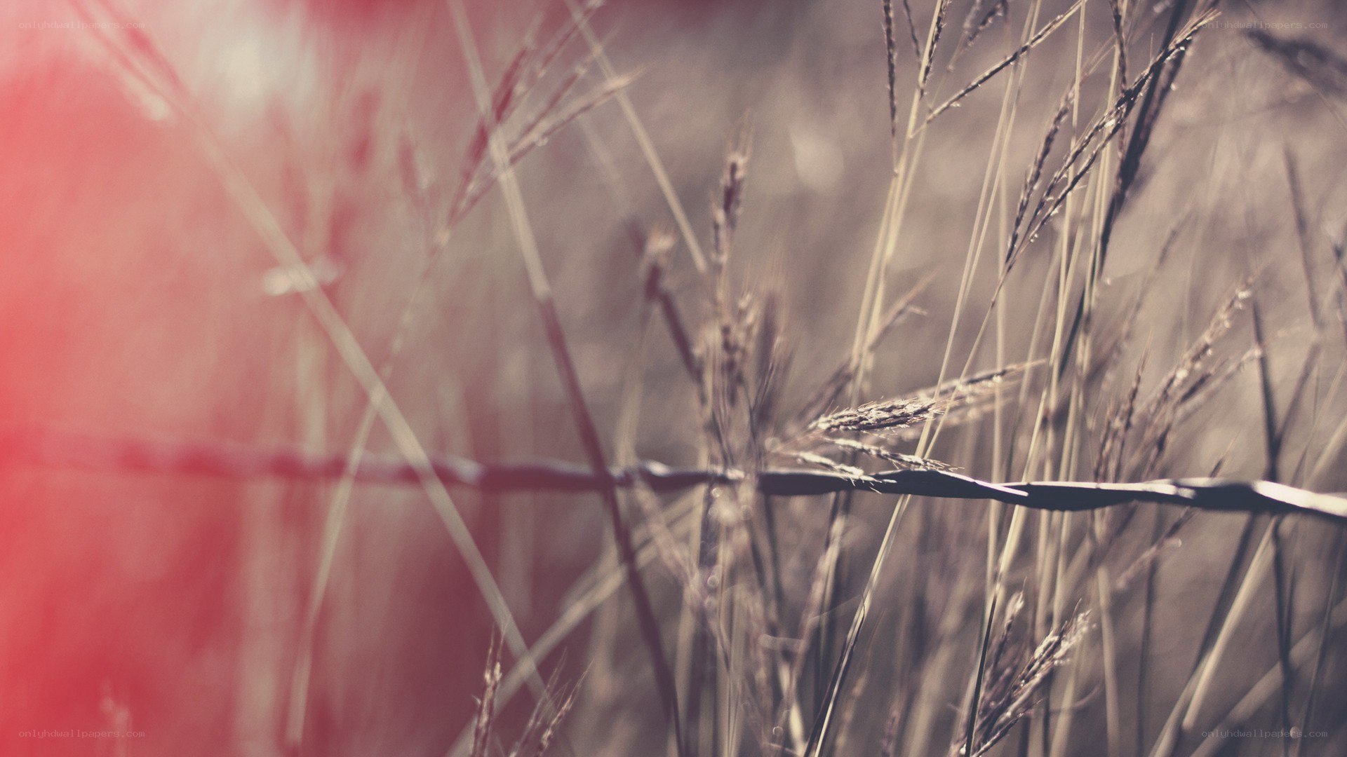 Grass with red light