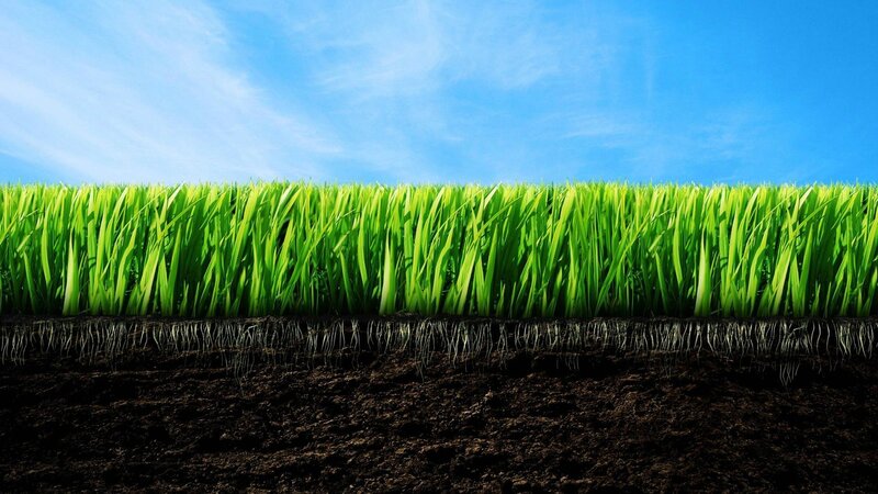 Grass with Roots
