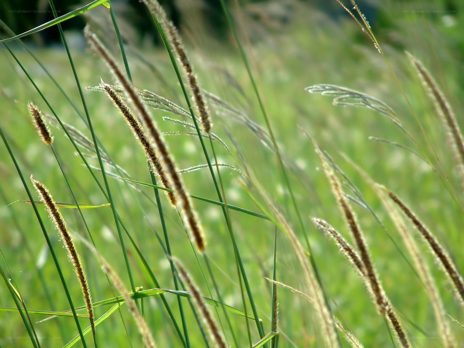 Grass with seed heads in sunlight