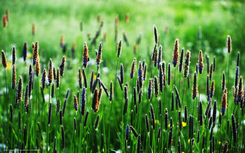 Grass with seed heads in sunlight