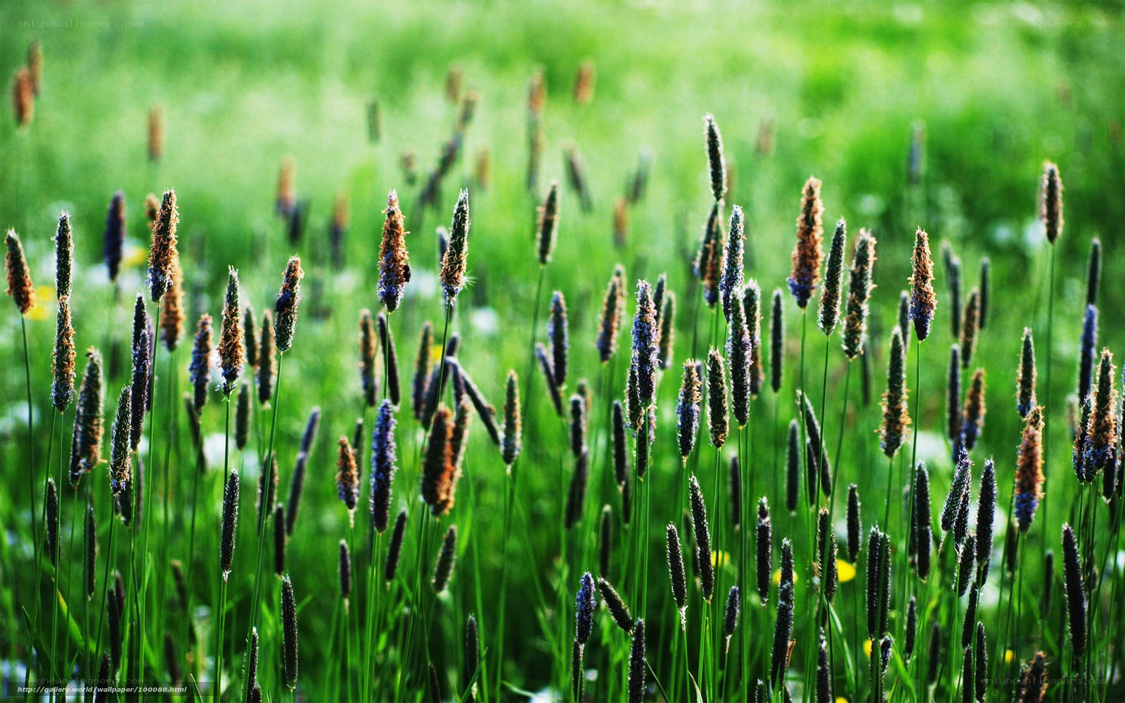 Grass with seed heads in sunlight