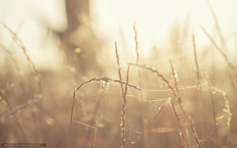 Grass with Spiderweb