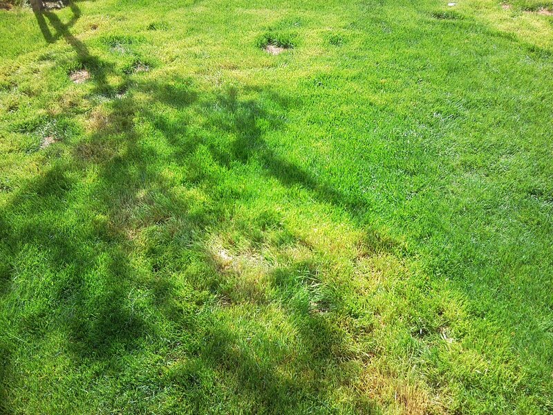 Grass with tree shadow