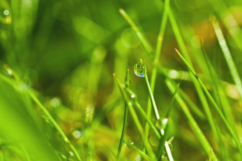Grass with Water Droplet — Green