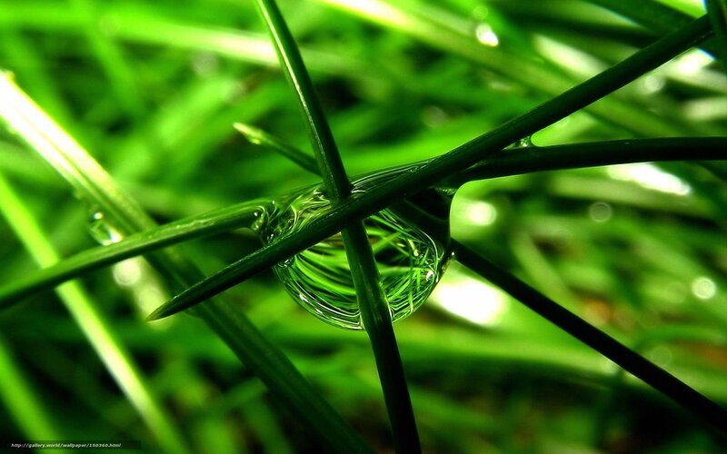 Grass with Water Droplet