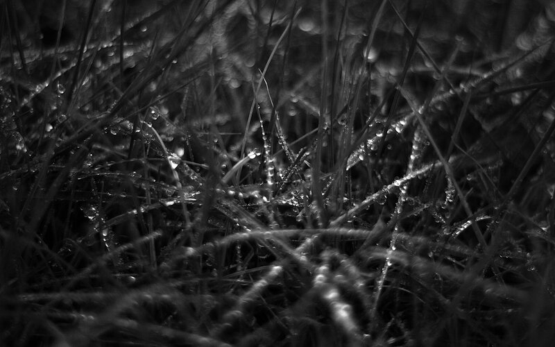 Grass with Water Droplets — Black, Calm, Morning