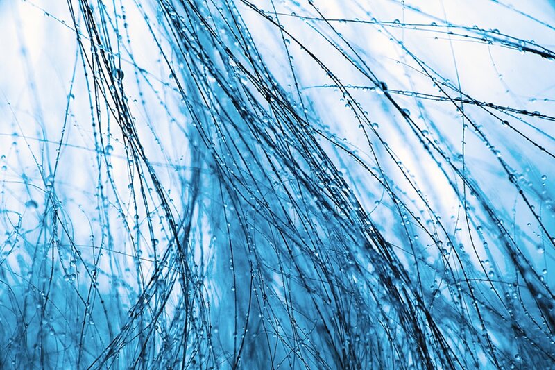 Grass with Water Droplets — Blue, Calm
