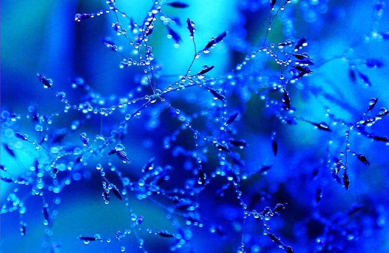 Grass with Water Droplets — Blue, Serene, Photograph