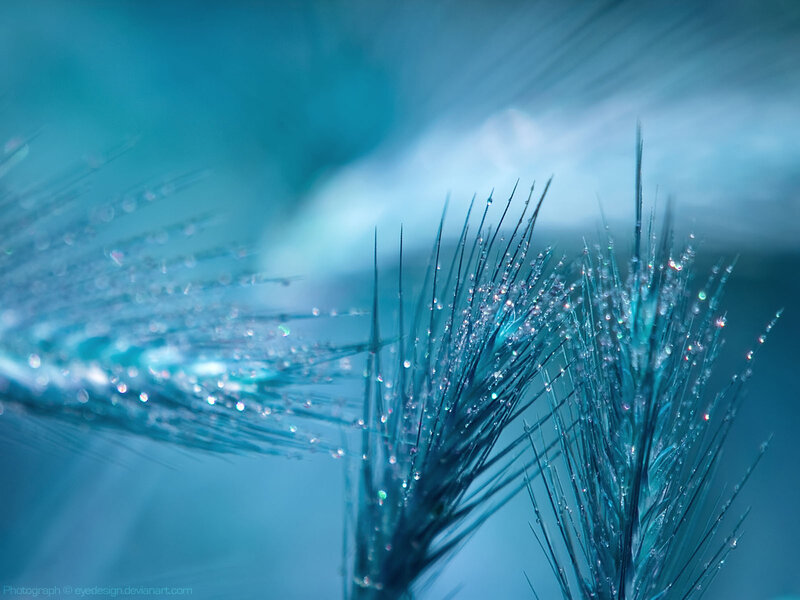 Grass with Water Droplets — Blue, Serene