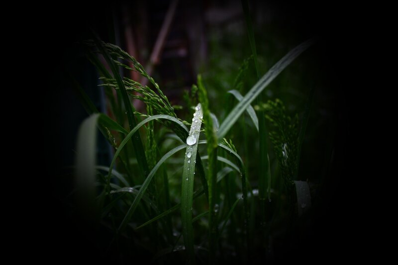 Grass with Water Droplets — Green, Dramatic, Night