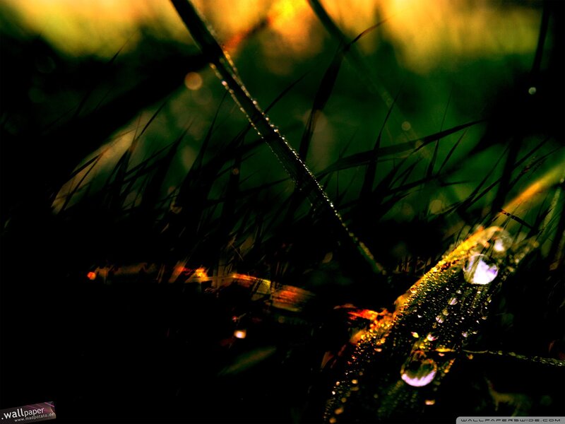 Grass with Water Droplets — Green, Dramatic