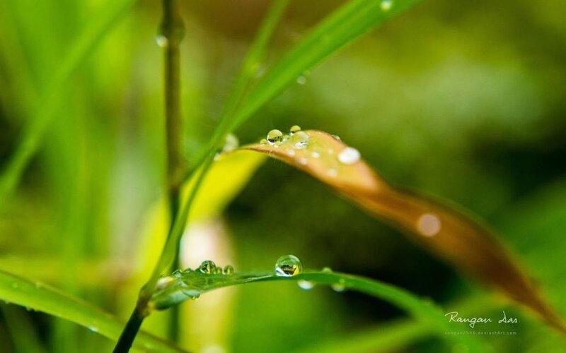 Grass with Water Droplets — Green, Serene, Morning, Photograph, Leaf, Dew