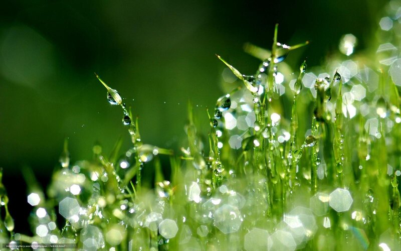 Grass with Water Droplets — Green, Serene